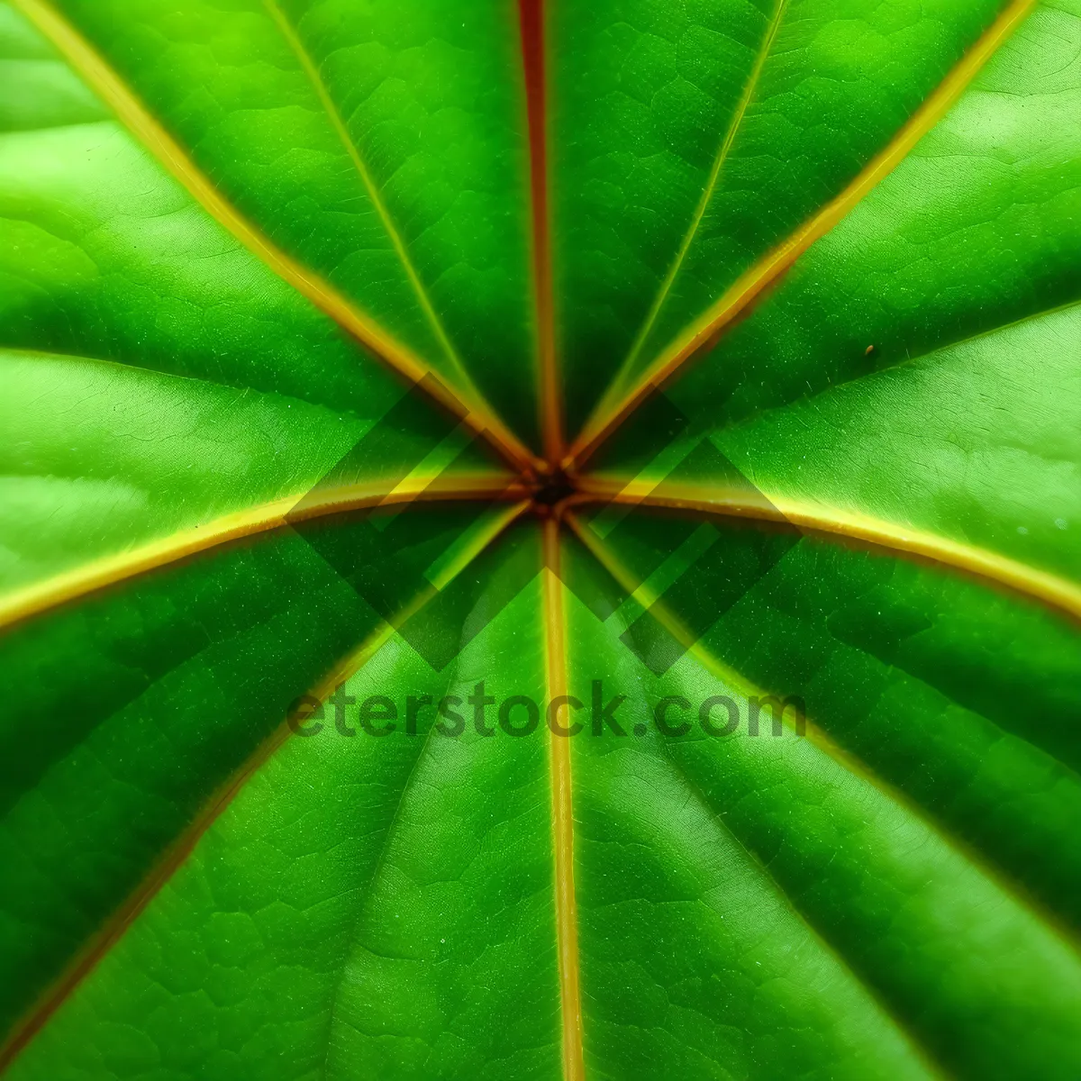 Picture of Colorful umbrella tree in graphic design backdrop.