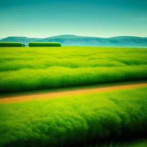 Vibrant Meadow Landscape under Clear Skies