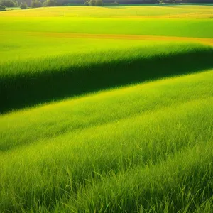 Golden wheat fields basked in sunlight.