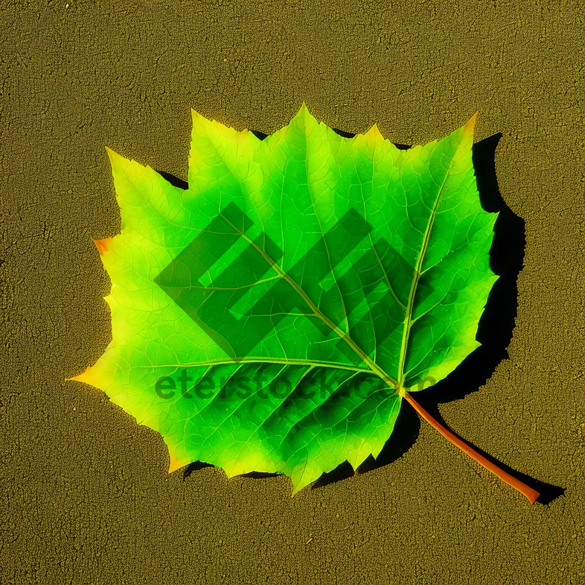 Picture of Vibrant Maple Leaf Design: Colorful, Bright, and Graphic