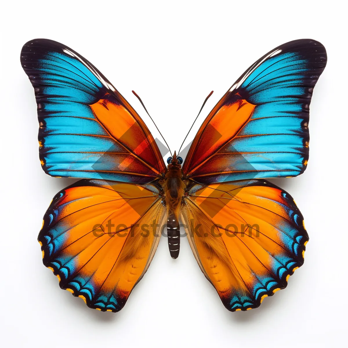 Picture of Colorful Butterfly with Orange and Yellow Wings