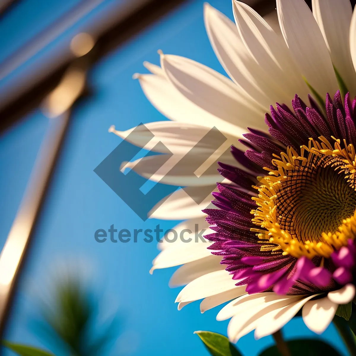 Picture of Bright Sunflower Blossom in Summer Garden