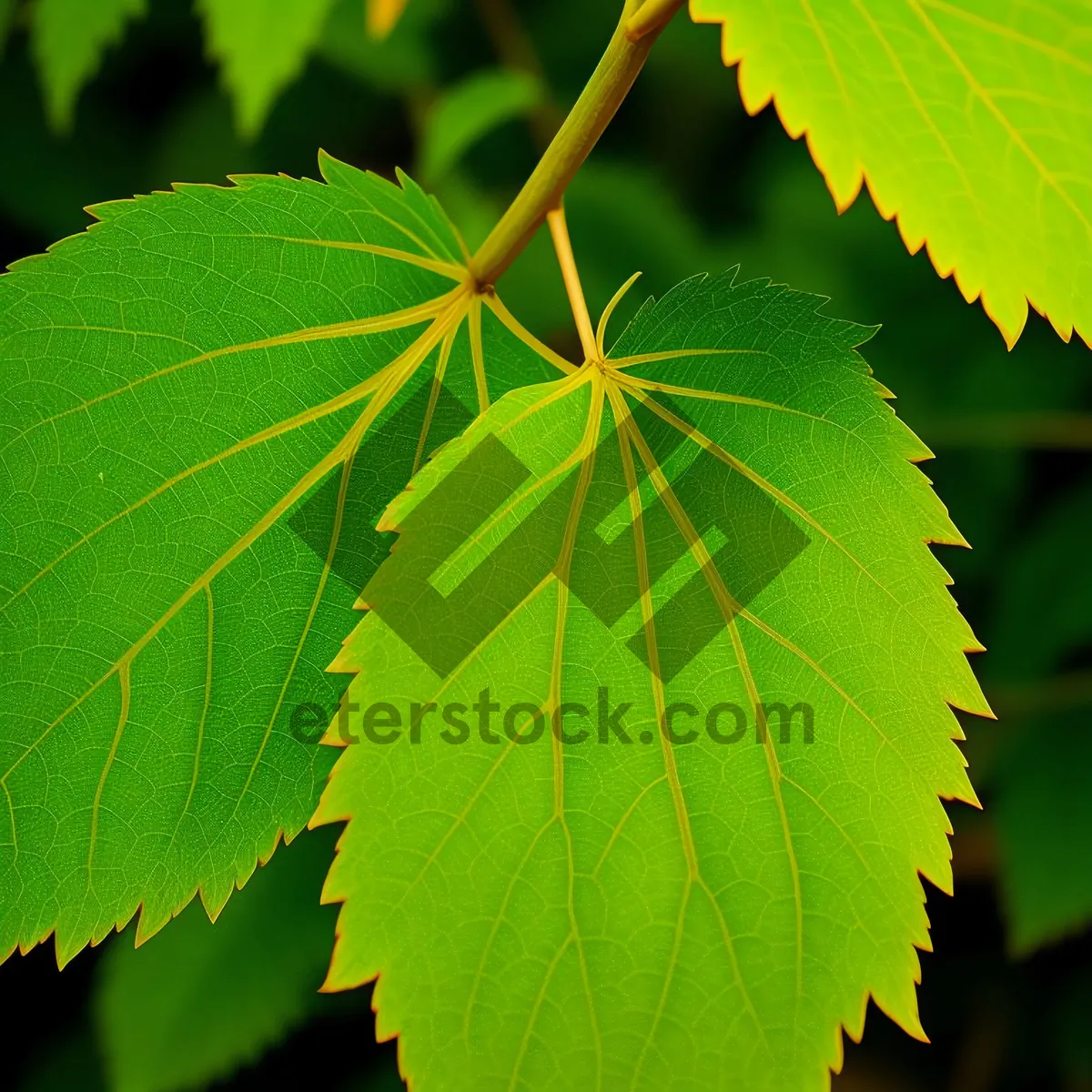 Picture of Birch and Maple Leaves in Lush Forest