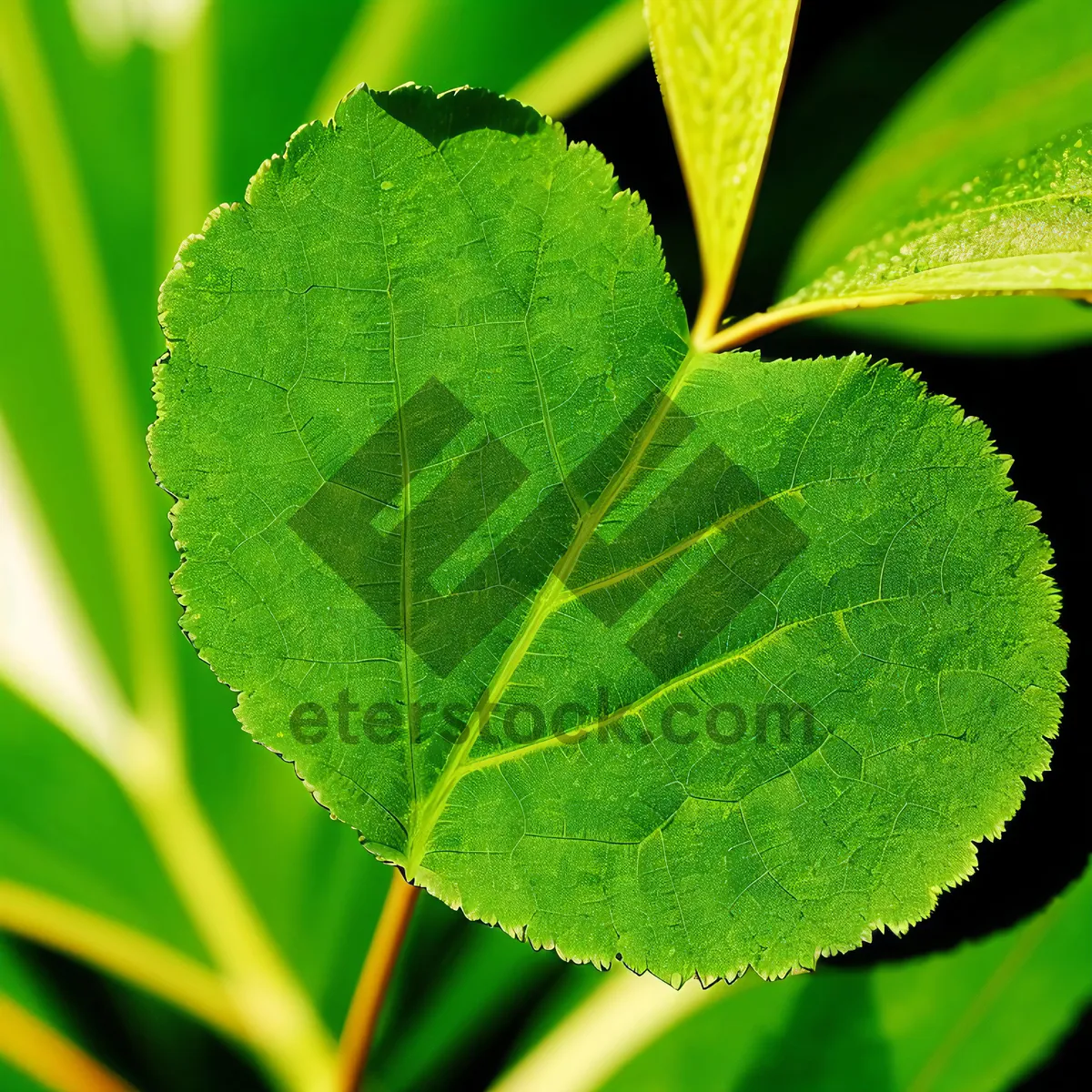 Picture of Lush Forest Foliage: Vibrant Summer Leaves in Close-up.