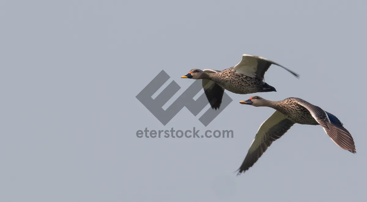 Picture of Flight of the Pelican over the Sea