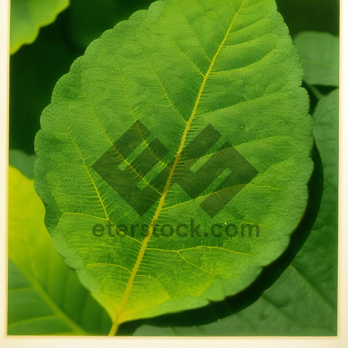 Picture of Lush Green Foliage: Vibrant Poplar Leaf Veins