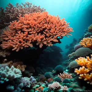 Colorful Coral Reef Teeming with Marine Life.