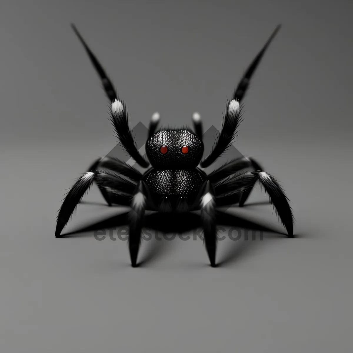 Picture of Black Widow Spider - Close-up Arachnid Image