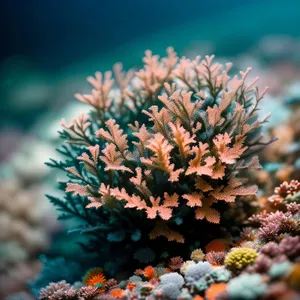 Exotic Underwater Marine Coral Reef with Sunlit Saltwater Fish