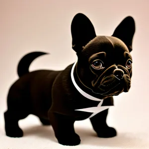Black French bulldog puppy with eyes as dark as night, adding to its irresistible charm