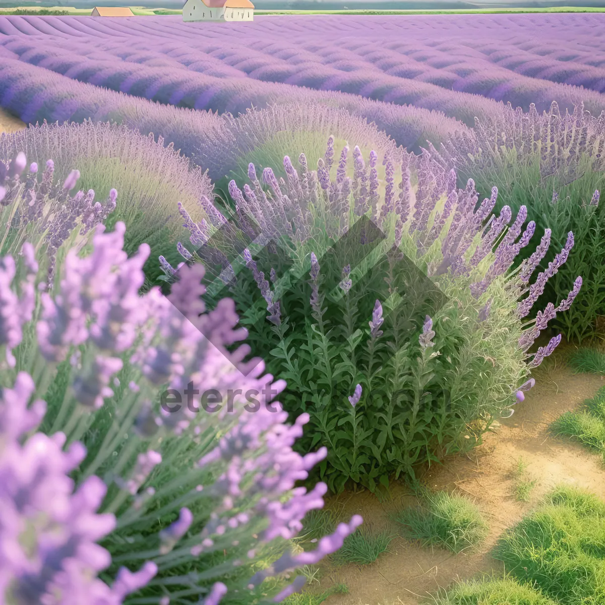 Picture of Lavender Field Blooming with Wild Teasels