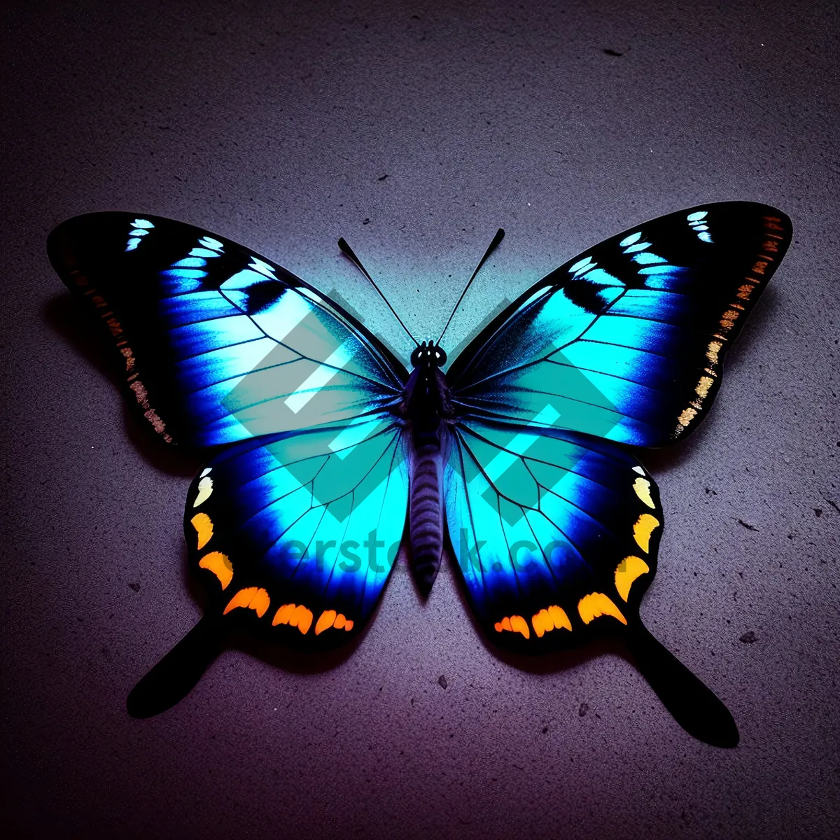 Picture of Colorful Butterfly Wings Fluttering Amongst Flowers