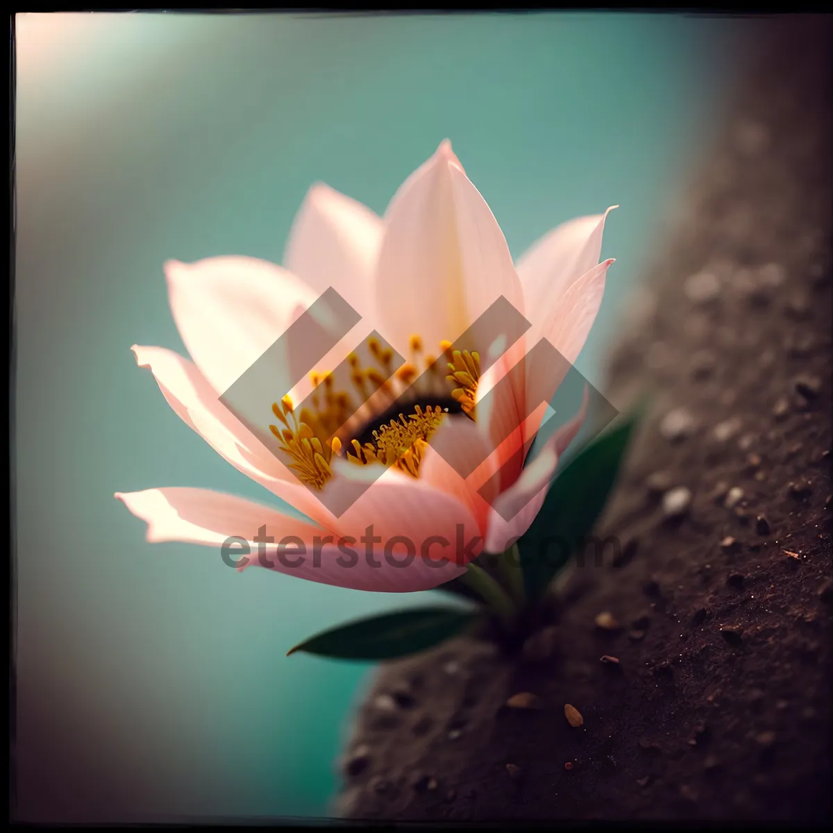 Picture of Pink Lotus Blossoming in Summer Pond