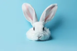 Fluffy Bunny Watching in Domestic Studio Setting