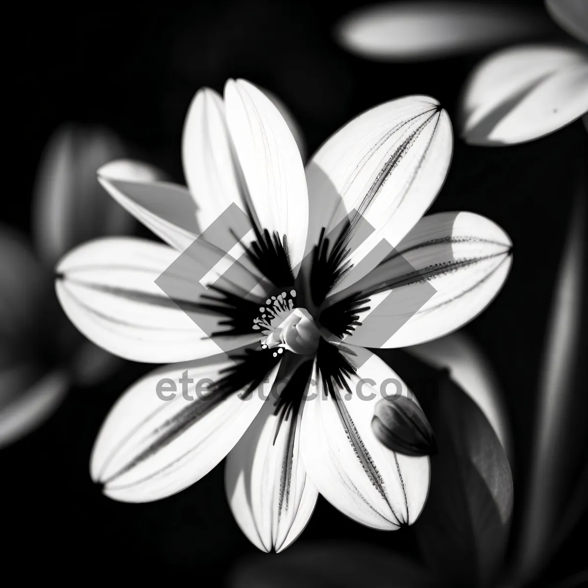 Picture of Daisy Blossom in a Summer Garden