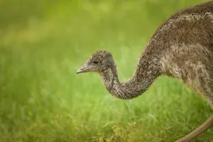 Majestic Ostrich Close-Up with Striking Eye Feather