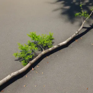 Serene beachscape with wooden walking stick and insect