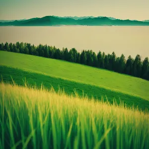 Golden Harvest: Sunlit Rice Field Under Clear Sky