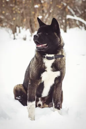 Adorable Black Shepherd Terrier Dog Portrait