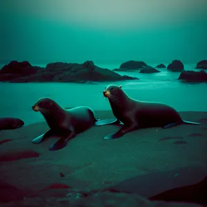 Sandy Coastline with Playful Sea Lion