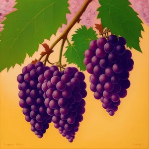 Organic grapevine cluster - fresh and juicy harvest.