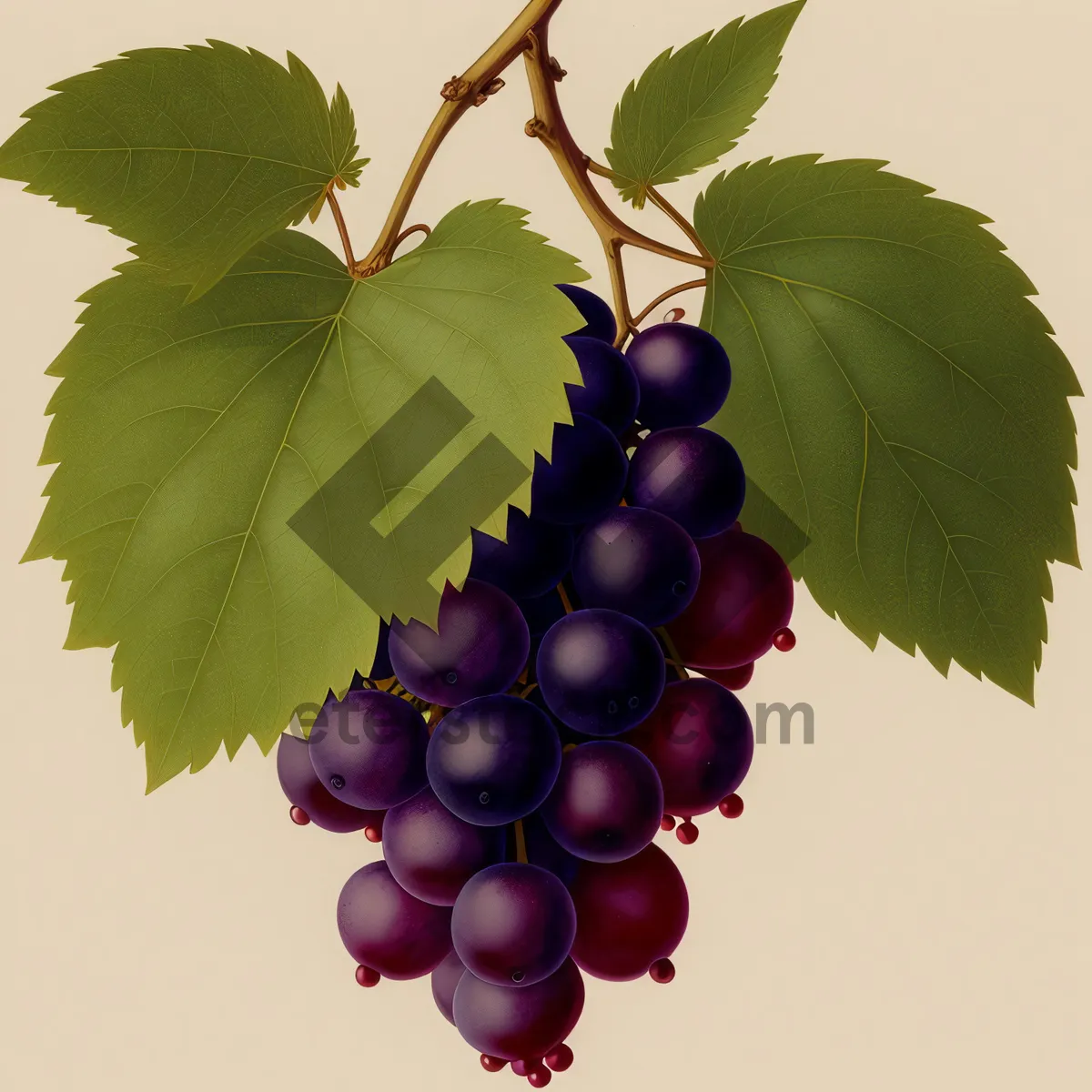 Picture of Juicy Grape Bunch on Vine in Vineyard