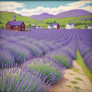 Colorful Lavender Field Art with Purple Lines