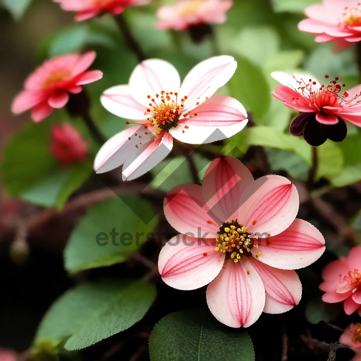 Picture of Blossoming Pink Floral Petals in Garden