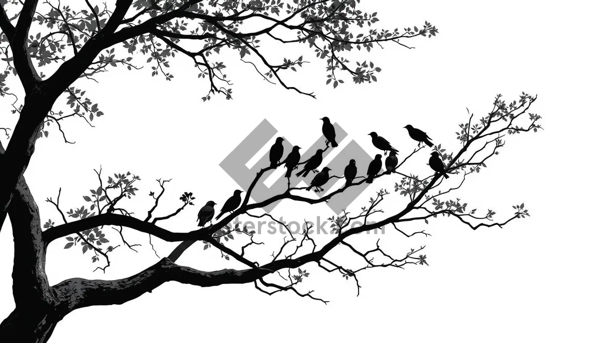 Picture of Spring Silhouette Tracing Tree Branches in Sky Season