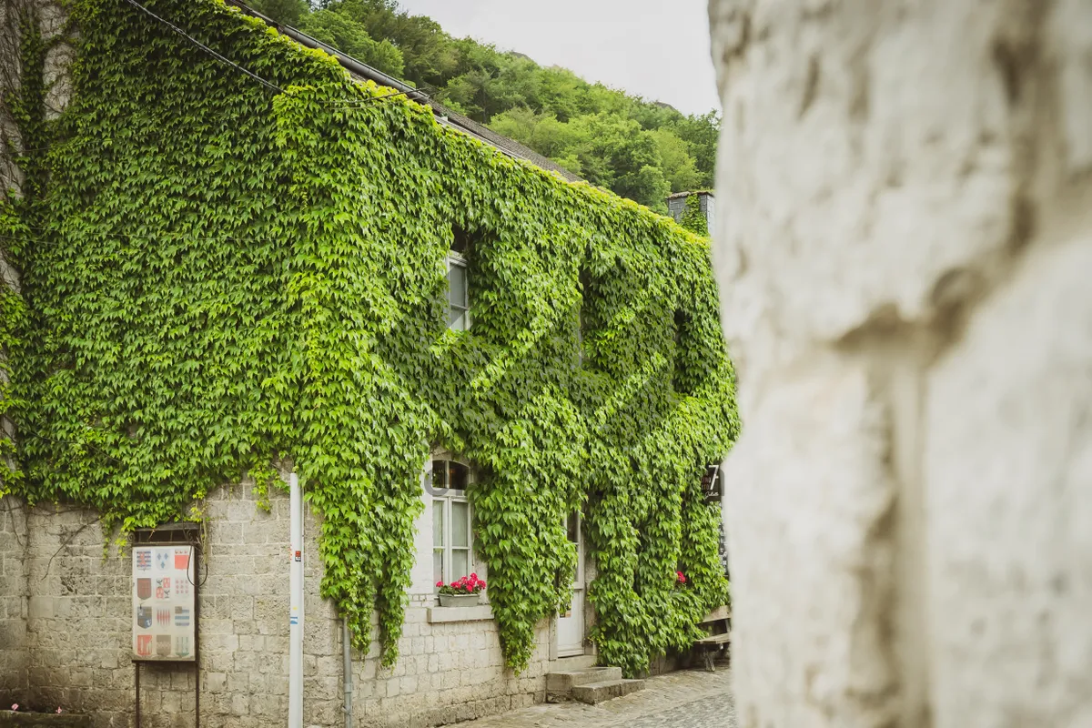 Picture of Rural landscape with stone wall and trees