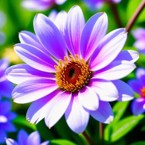 Vibrant Spring Daisy Petals in Bloom.