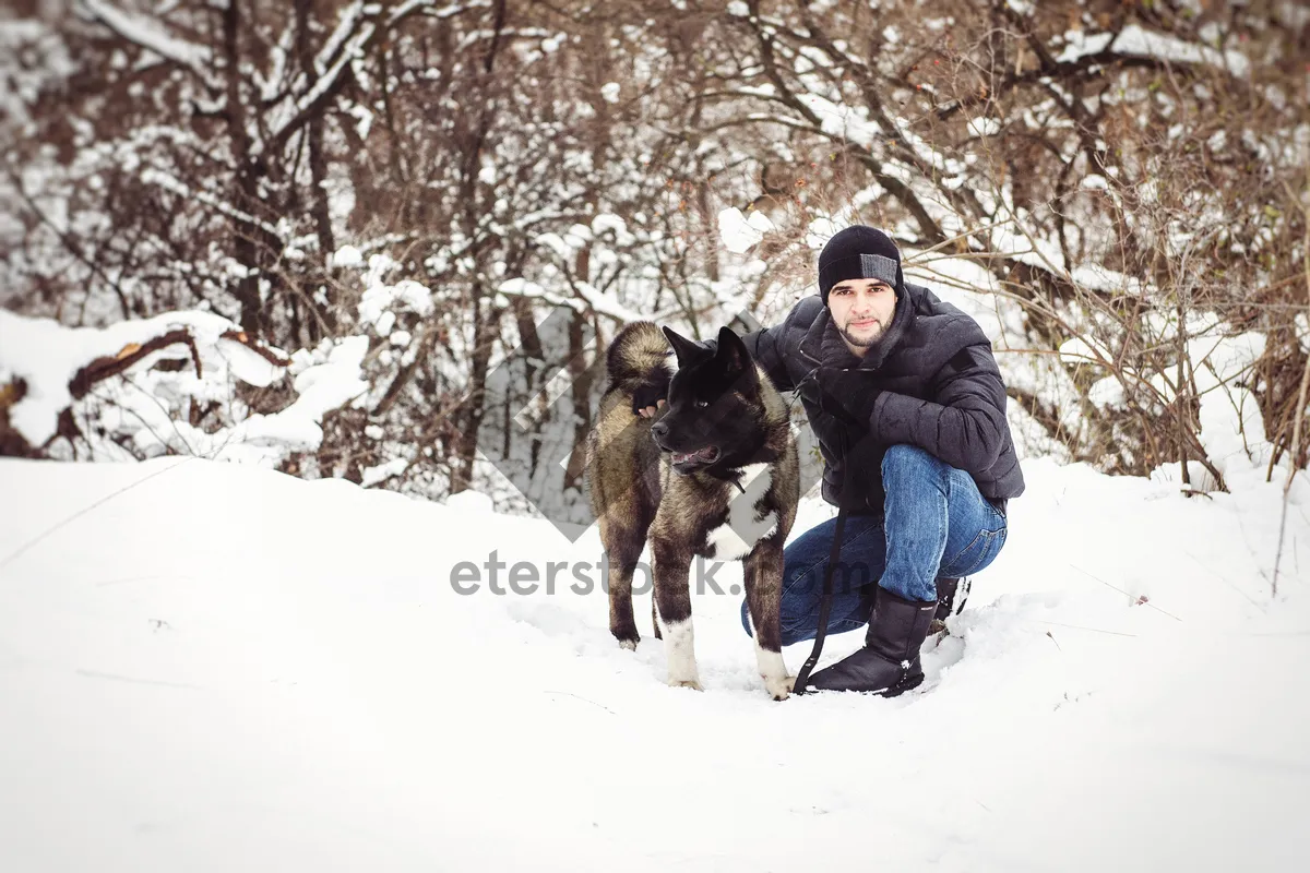 Picture of Winter Fun in the Snow with Dogs and Sled