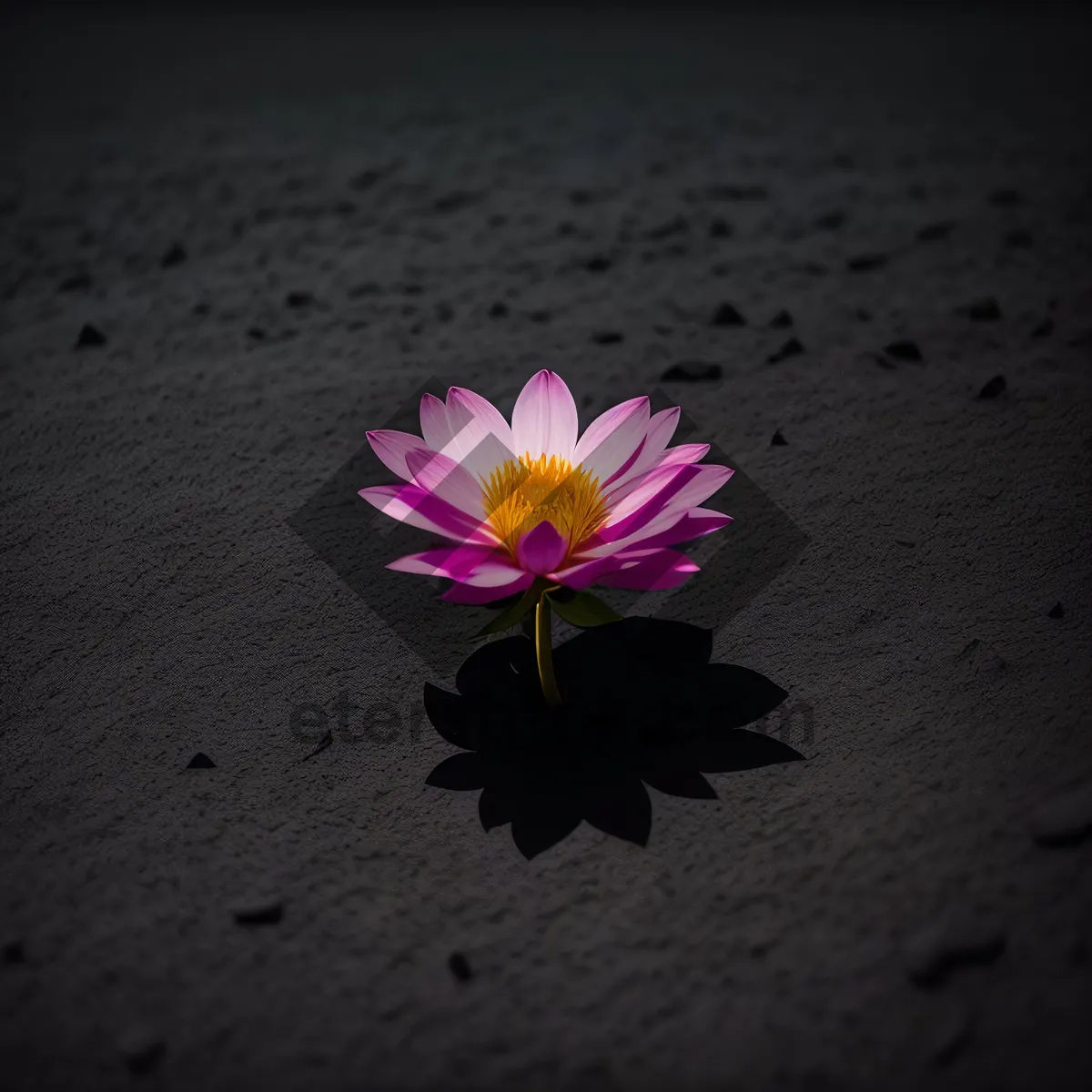 Picture of Bright Pink Daisy Blossom in Garden