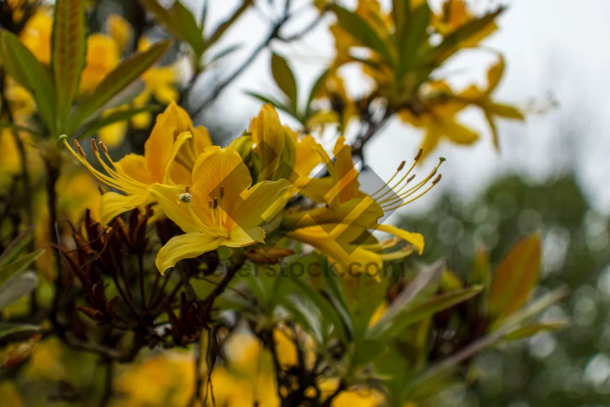 Picture of Bright Yellow Sunflower in Garden Bloom