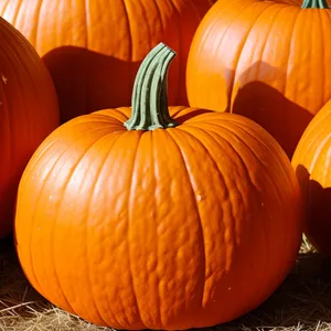 Festive Harvest: Colorful Autumn Pumpkin Patch