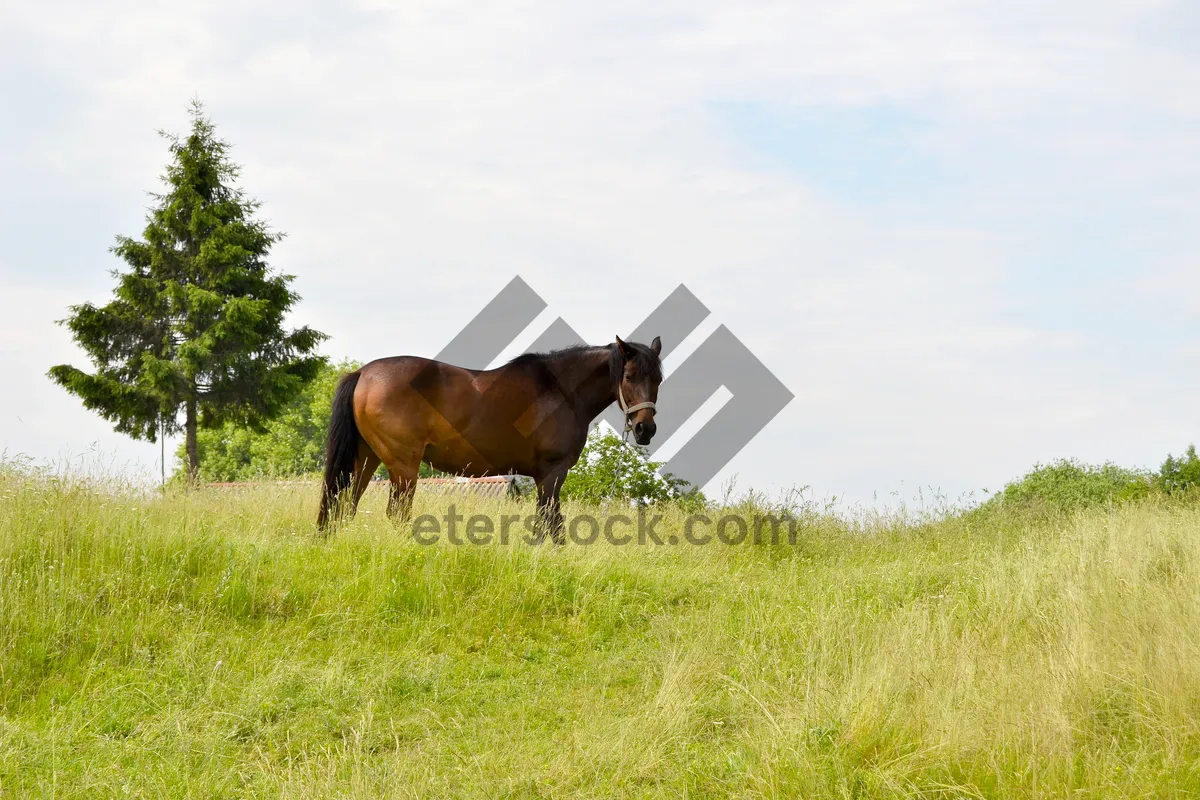 Picture of Beautiful brown horse grazing in rural meadow.