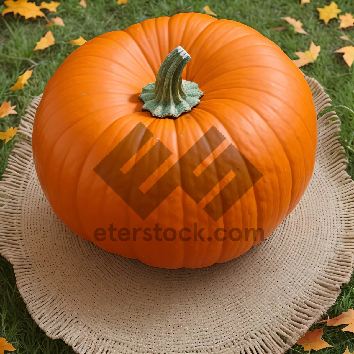 Picture of Colorful Autumn Harvest of Pumpkins and Squash