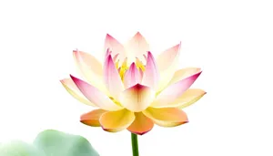 Bright Pink Lotus Blossom in Full Bloom