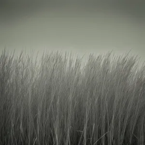 Golden Harvest: Rustic Wheat Field under Summer Sky