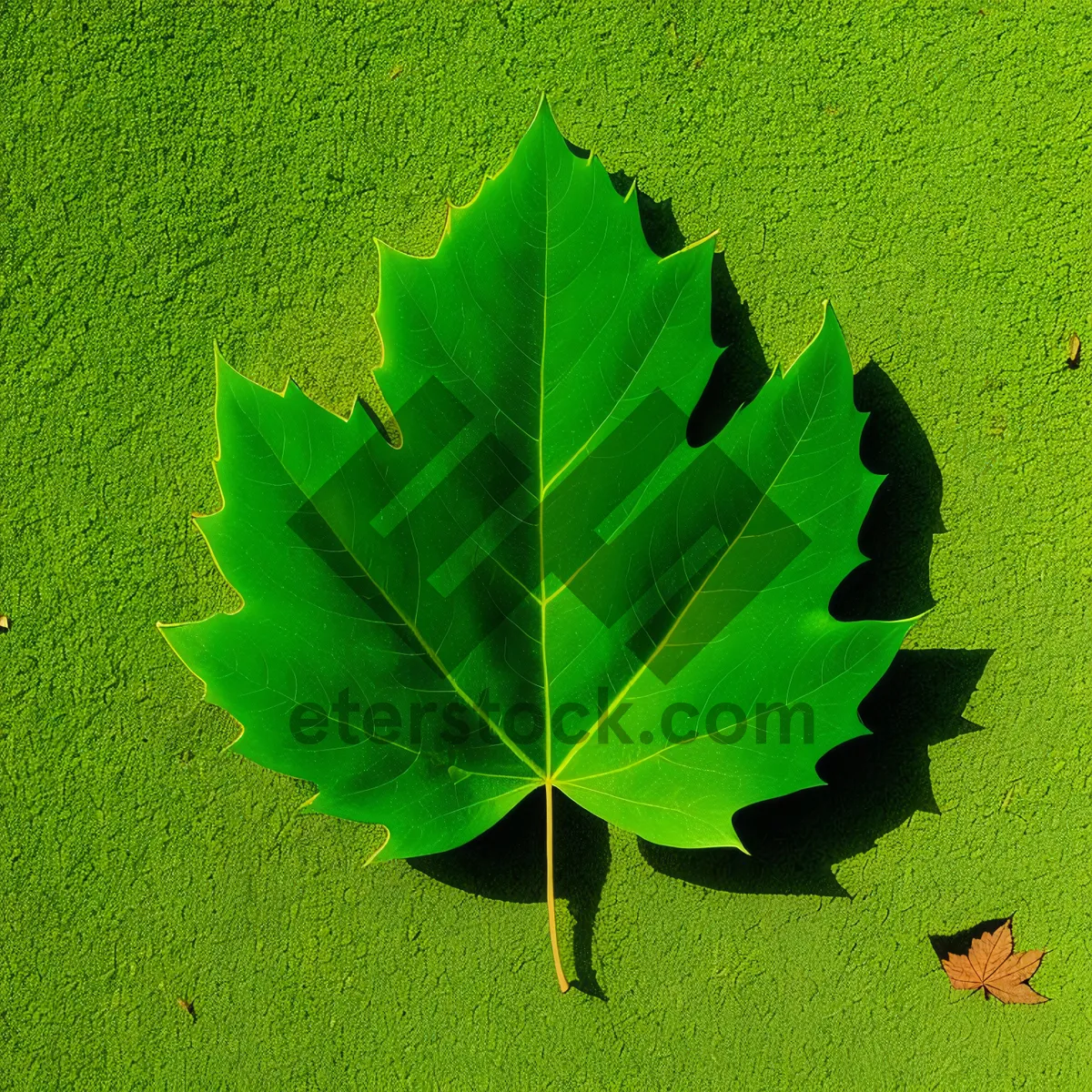 Picture of Vibrant Spring Foliage in Garden Oasis