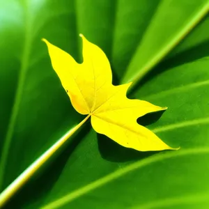 Bright Summer Sunflower Blossom in Garden