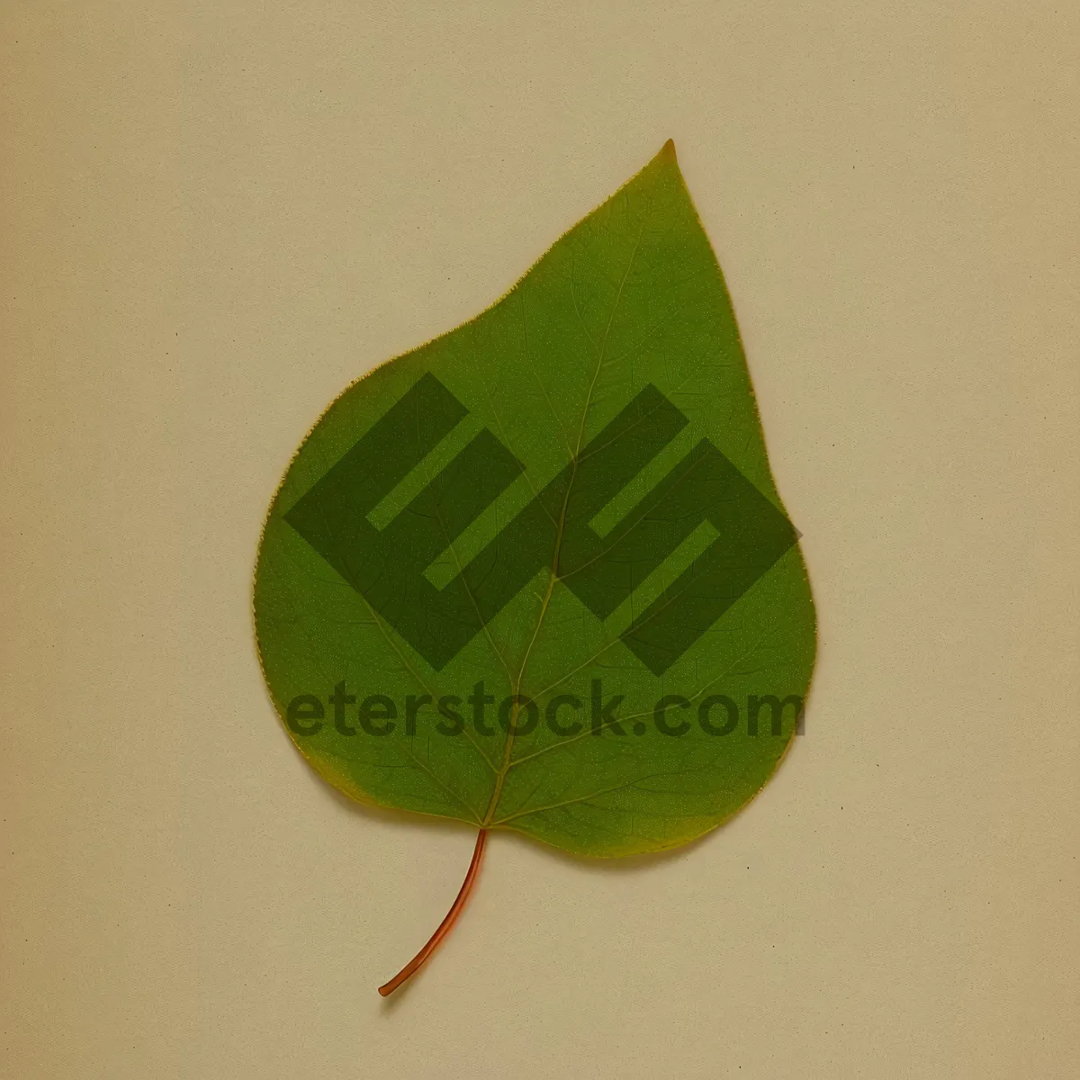 Picture of Fresh Wild Ginger Leaf in Garden