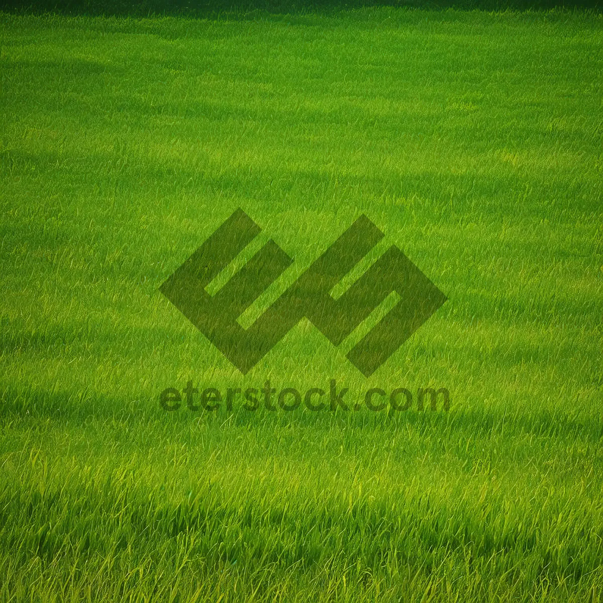 Picture of Vibrant Summer Meadow with Lush Green Grass