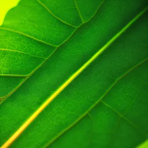 Vibrant Photosynthesis: A Summer's Green Foliage