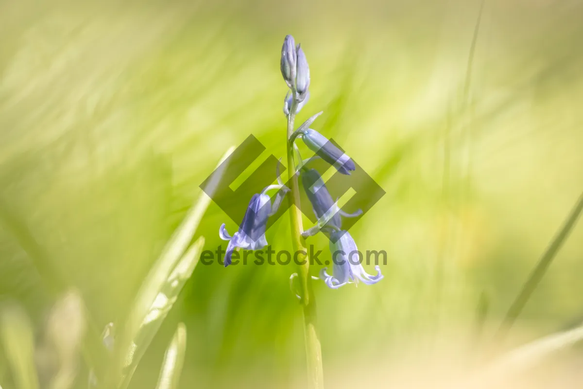 Picture of Blooming spring flowers in a garden