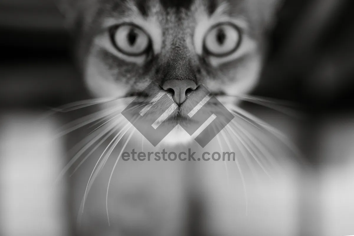 Picture of Fluffy Tabby Cat Close-Up Portrait with Whiskers