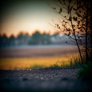 Vibrant Sunset Over Lush Green Meadow