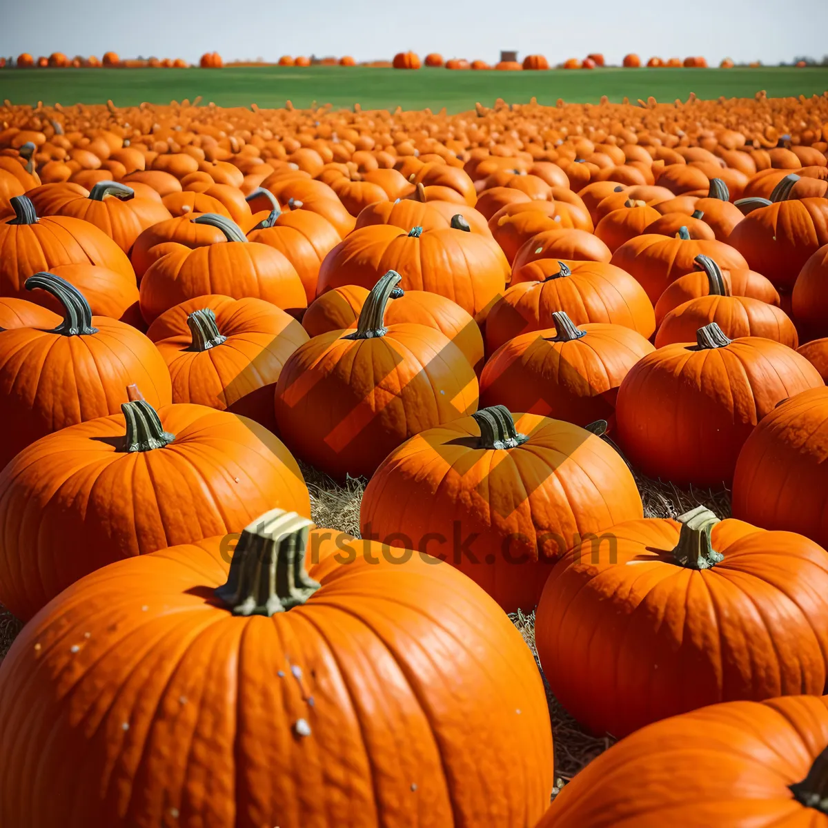 Picture of Festive Fall Harvest: Vibrant Orange Pumpkins