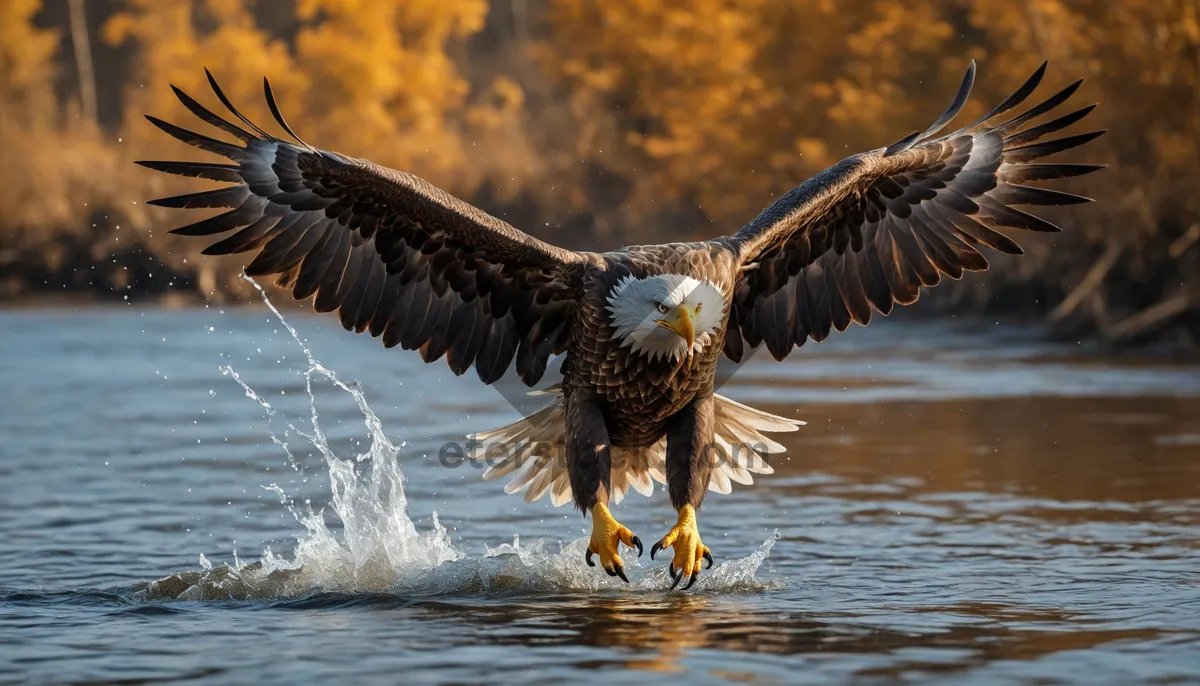 Picture of Bald Eagle in Flight Over Water Close-Up.