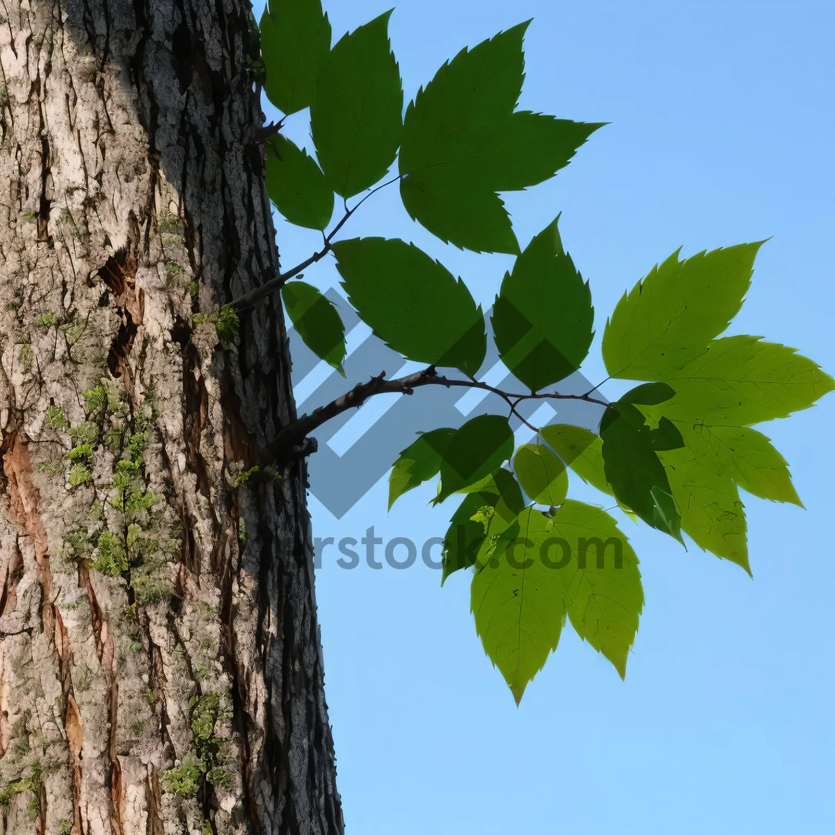 Picture of Lush Oak Tree Branch in Park